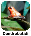 Anuri Dendrobatidi